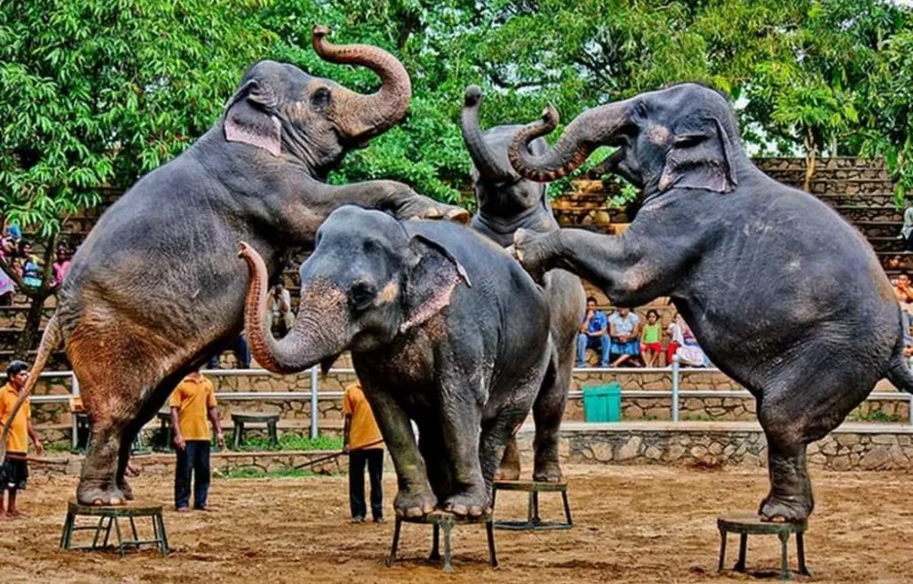 Hostel City Centre By Janatha at Dehiwala Zoological Garden